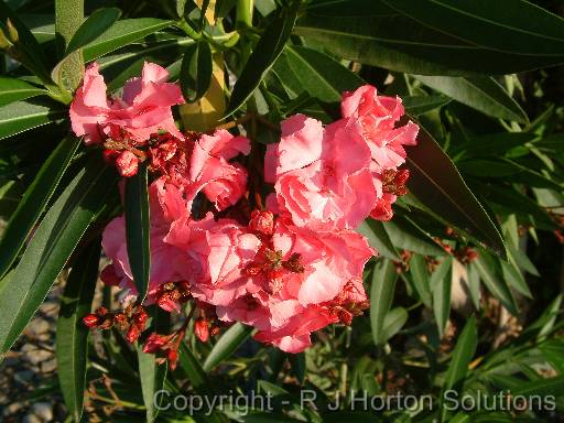 Oleander Double pink 